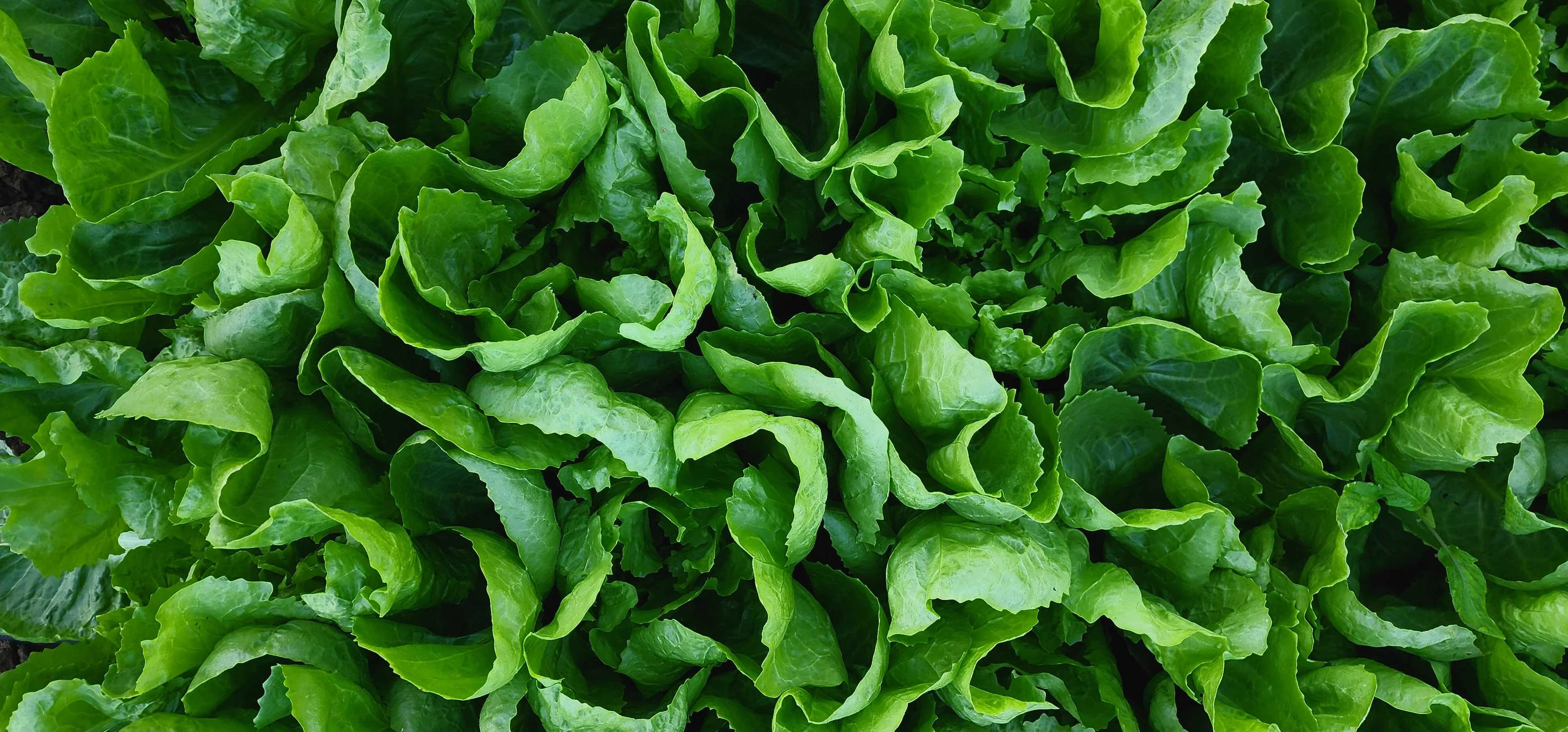 Green Lettuce