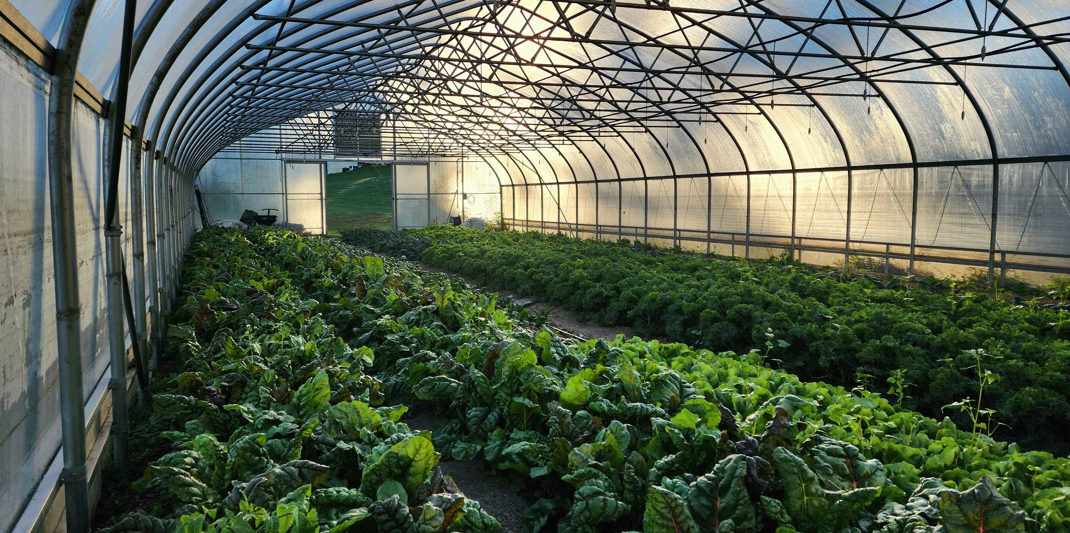 Winter greens