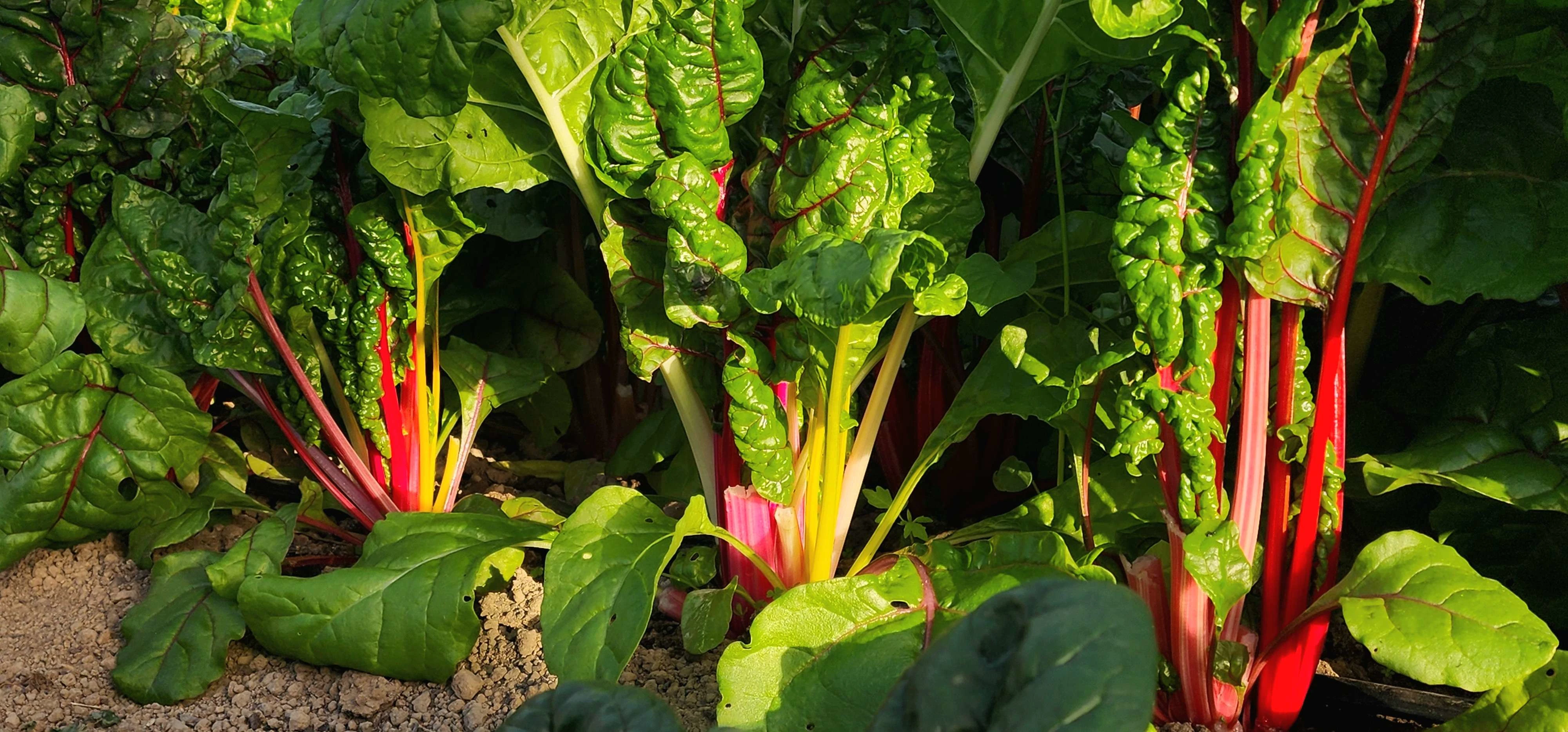 Pink Green Lettuce