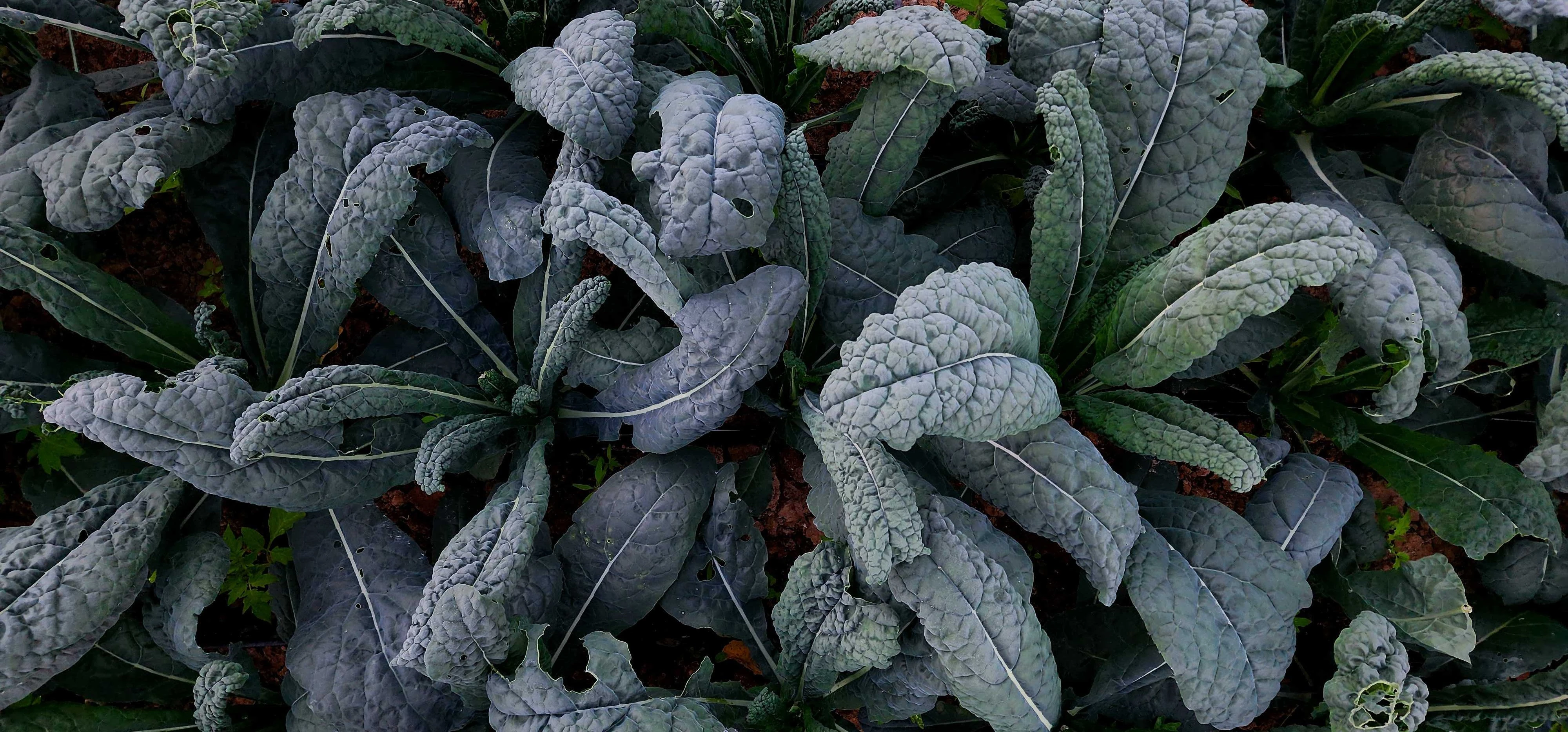 Purple Lettuce